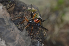 Tanyptera dorsalis