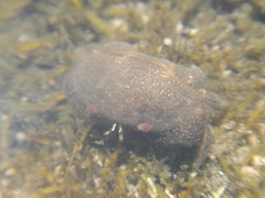 Actaeodes tomentosus