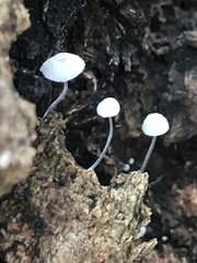 Mycena albidocapillaris