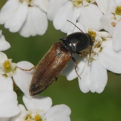 Agriotes ustulatus