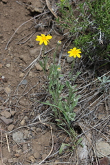 Eriophyllum lanatum integrifolium