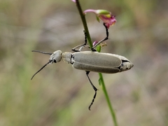Epicauta floridensis