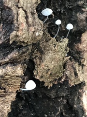 Mycena albidocapillaris