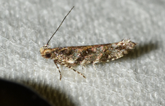 Aristotelia rubidella