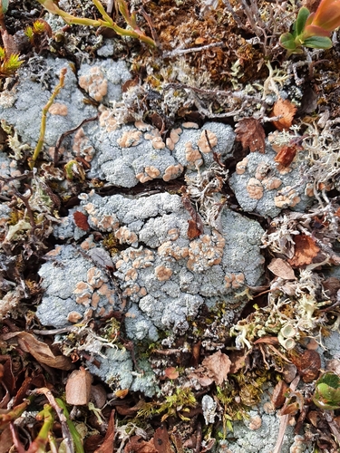 Candy Lichen