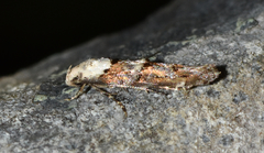 Mompha murtfeldtella