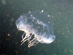 Hyperiidae