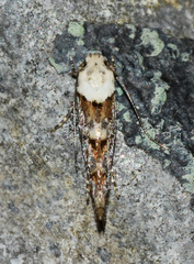 Mompha murtfeldtella