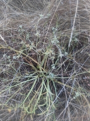 Eryngium pendletonense