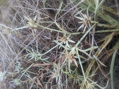 Eryngium pendletonense