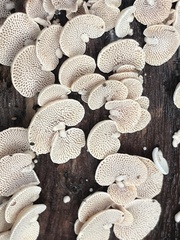 Panellus luxfilamentus
