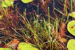 Juncus supiniformis
