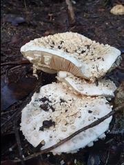 Amanita pyramidifera