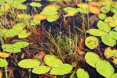 Juncus supiniformis