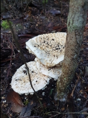 Amanita pyramidifera