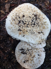 Amanita pyramidifera