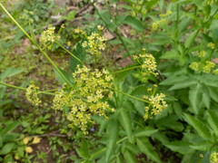 Osmorhiza occidentalis