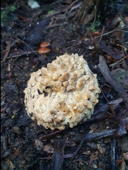 Amanita pyramidifera