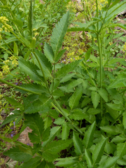 Osmorhiza occidentalis