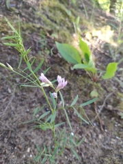 Astragalus arenarius