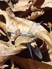 Diplacodes trivialis