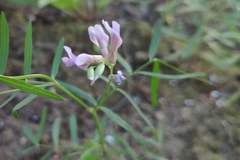 Astragalus arenarius
