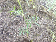 Astragalus arenarius