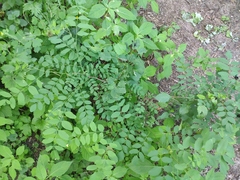 Robinia pseudoacacia