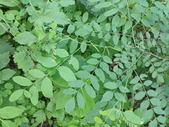 Robinia pseudoacacia