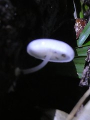 Mycena chlorophos