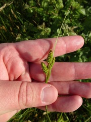 Carex hirsutella
