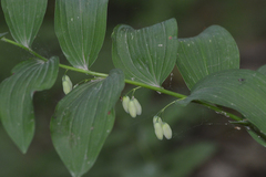 Polygonatum biflorum commutatum