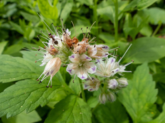 Hydrophyllum fendleri