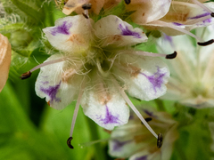 Hydrophyllum fendleri