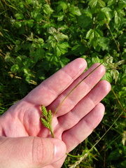 Carex hirsutella