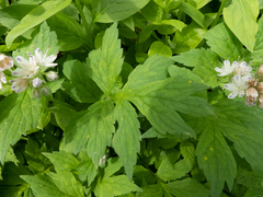 Hydrophyllum fendleri