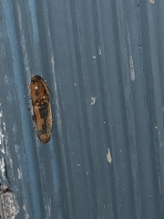 Conoderus vespertinus