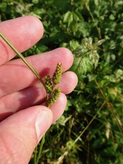 Carex hirsutella