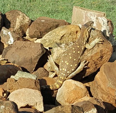 Varanus albigularis microstictus