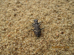 Cicindela sylvatica