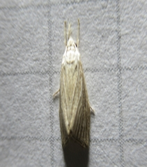 Diatraea