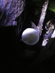 Mycena chlorophos