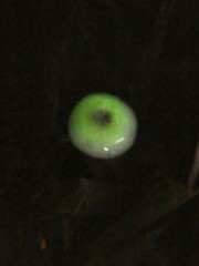 Mycena chlorophos