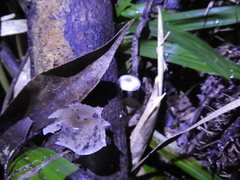Mycena chlorophos