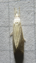 Diatraea