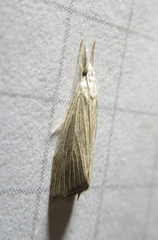 Diatraea