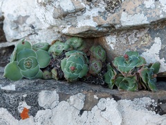 Crassula intermedia