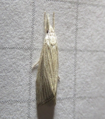 Diatraea