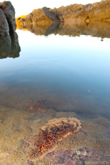 Plocamopherus ceylonicus