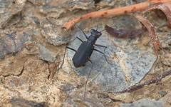 Myriochila semicincta